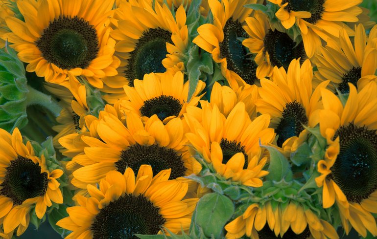 Nahaufnahme von Sonnenblumen auf einem Feld